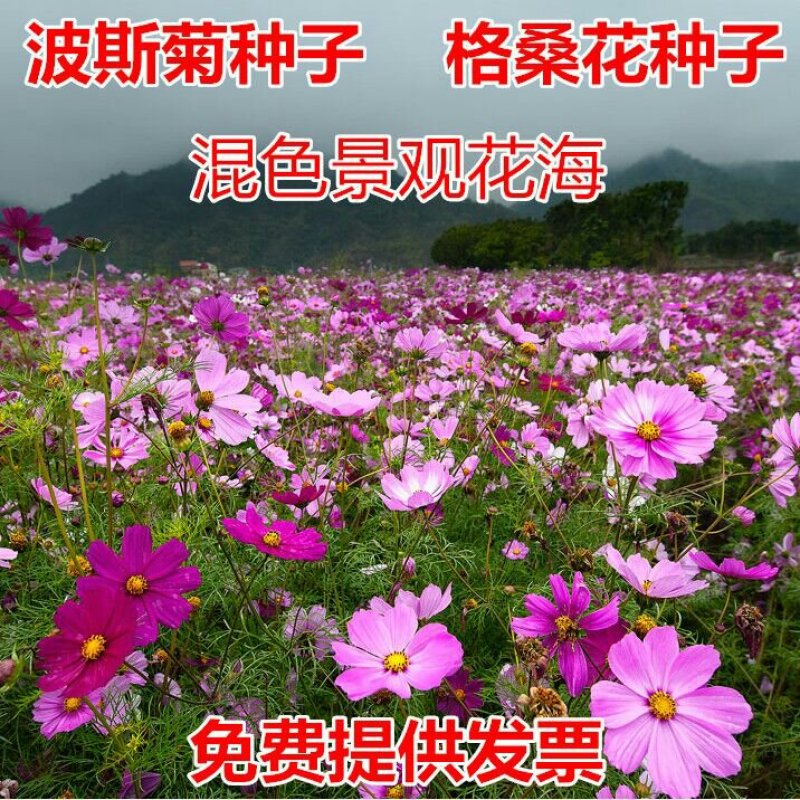 波斯菊种子四季可播发芽两斤包邮亩用8斤