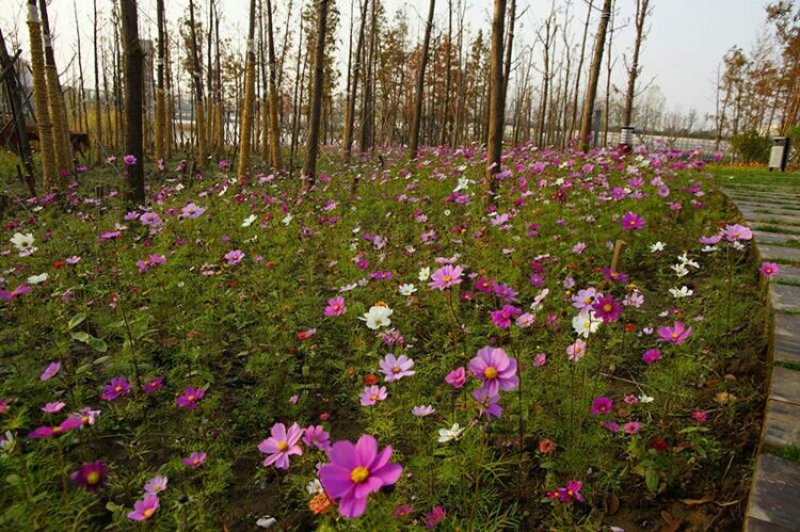 波斯菊种子四季可播发芽两斤包邮亩用8斤