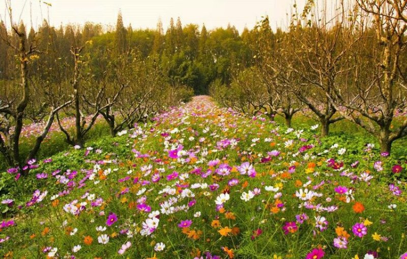 波斯菊种子四季可播发芽两斤包邮亩用8斤