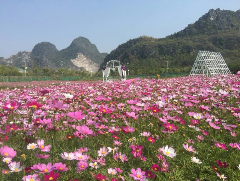 波斯菊种子四季可播发芽两斤包邮亩用8斤