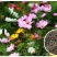 波斯菊种子四季可播发芽两斤包邮亩用8斤