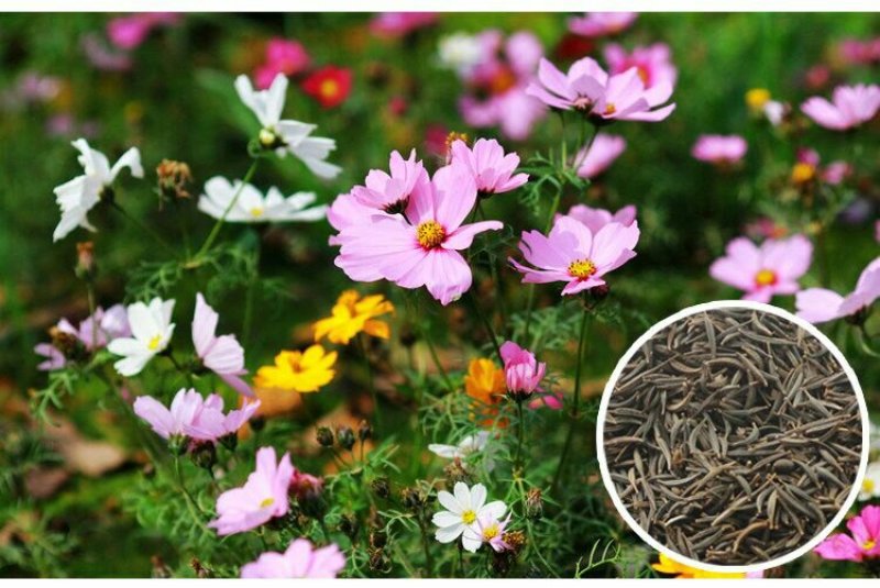 波斯菊种子四季可播发芽两斤包邮亩用8斤
