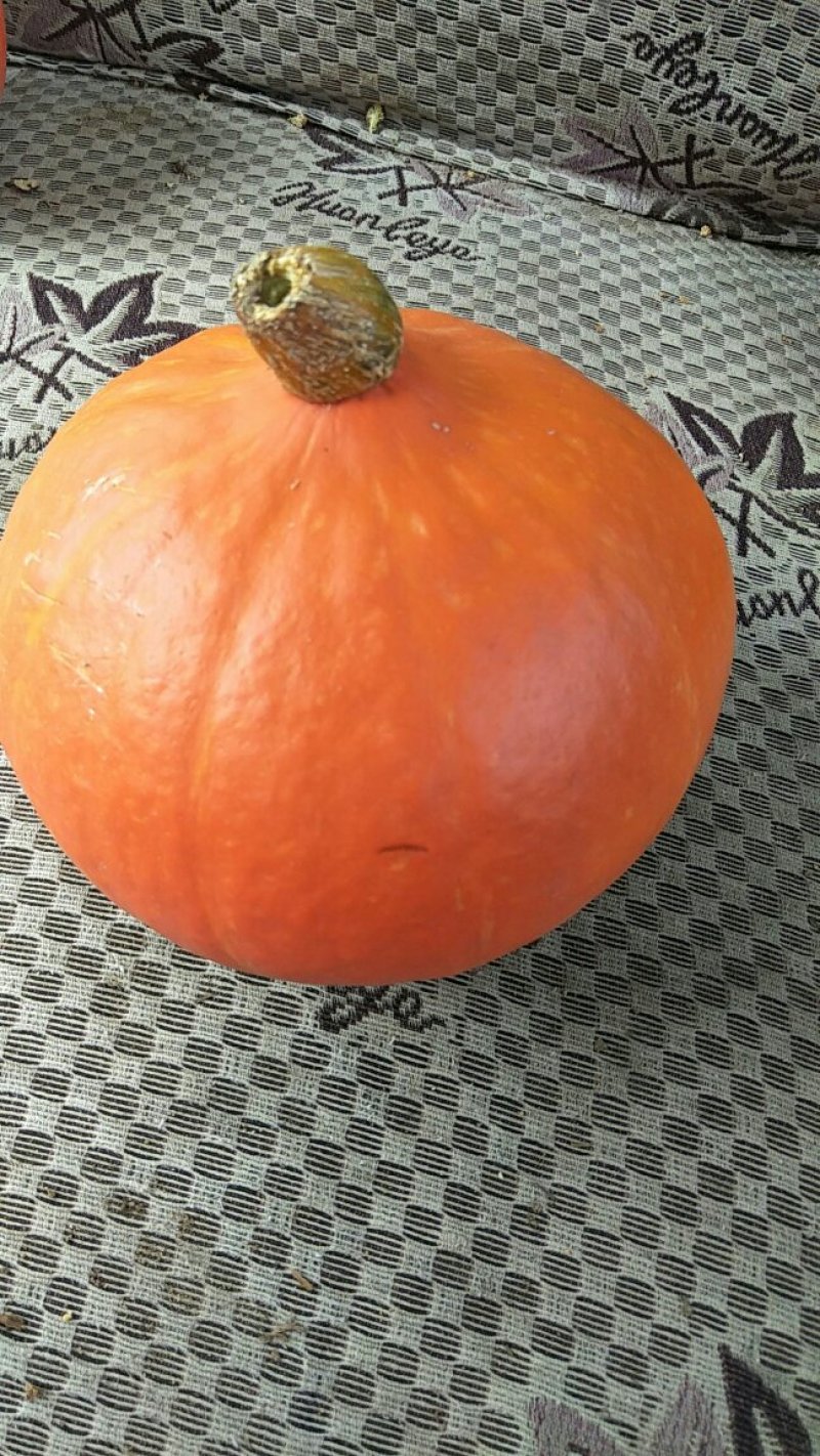 小金瓜