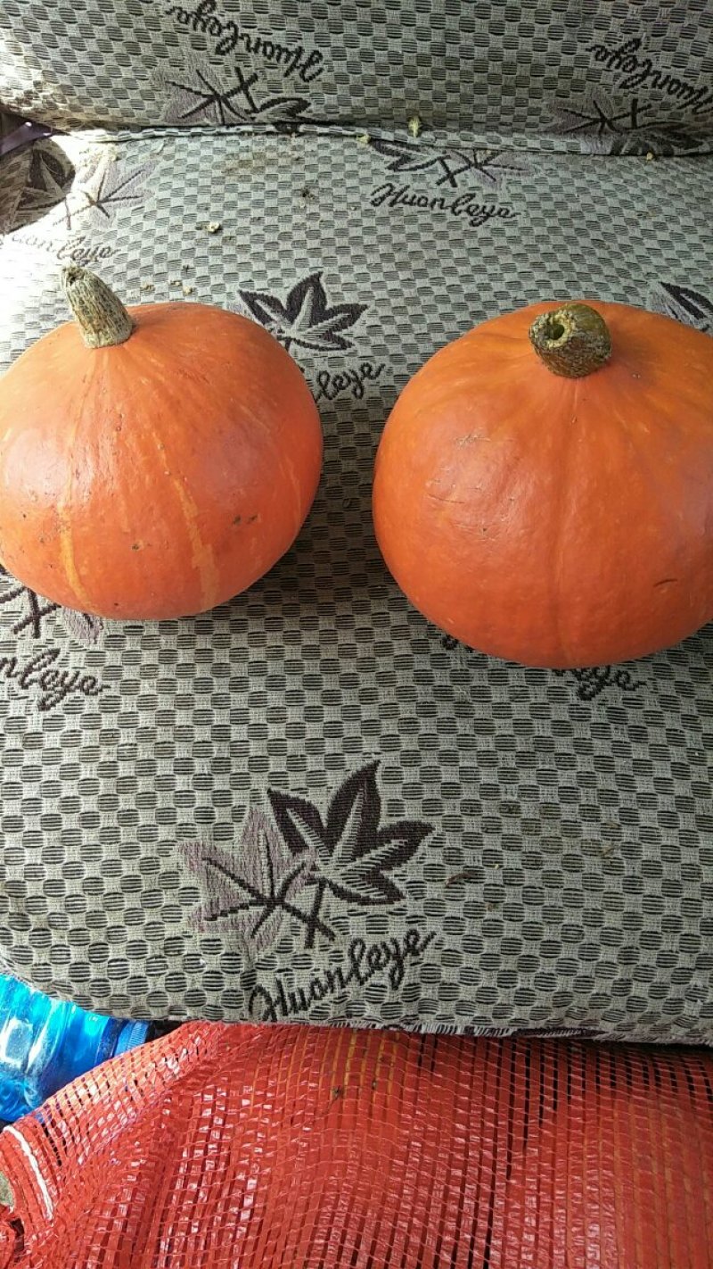 小金瓜