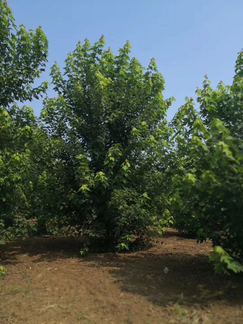 丛生美国红枫苗圃现货供应:各规格丛生美国红枫