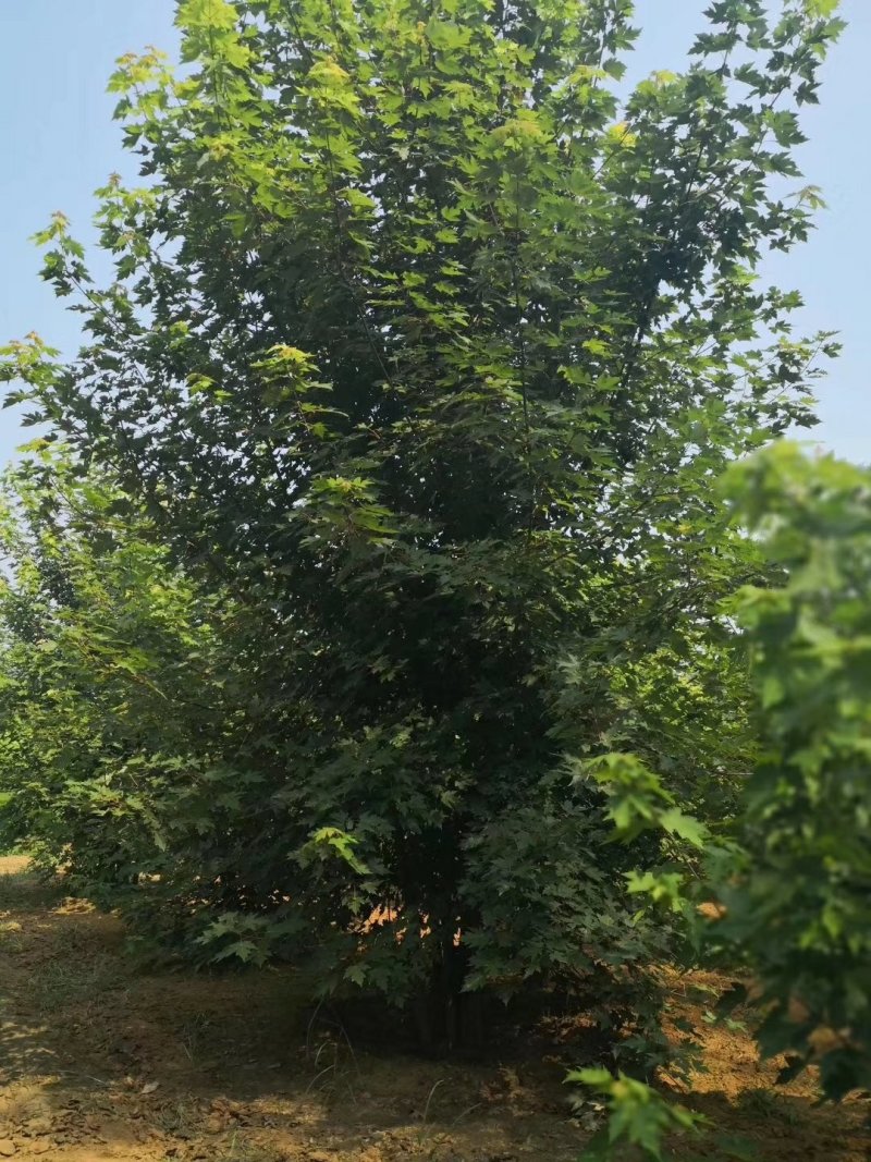 丛生美国红枫苗圃现货供应:各规格丛生美国红枫