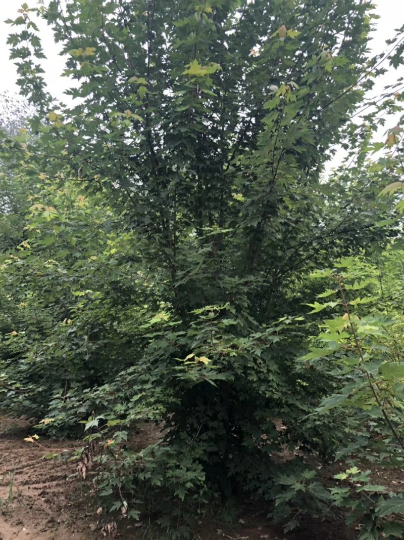 丛生美国红枫苗圃现货供应:各规格丛生美国红枫