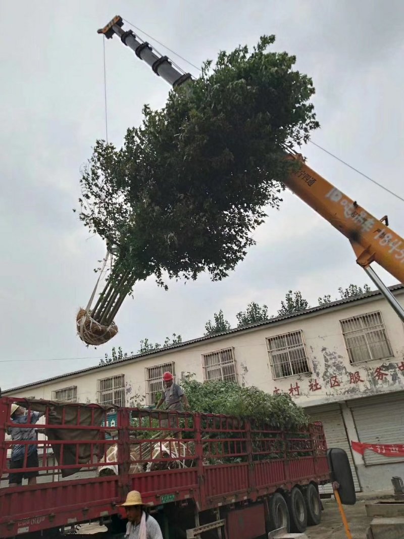 丛生美国红枫苗圃现货供应:各规格丛生美国红枫