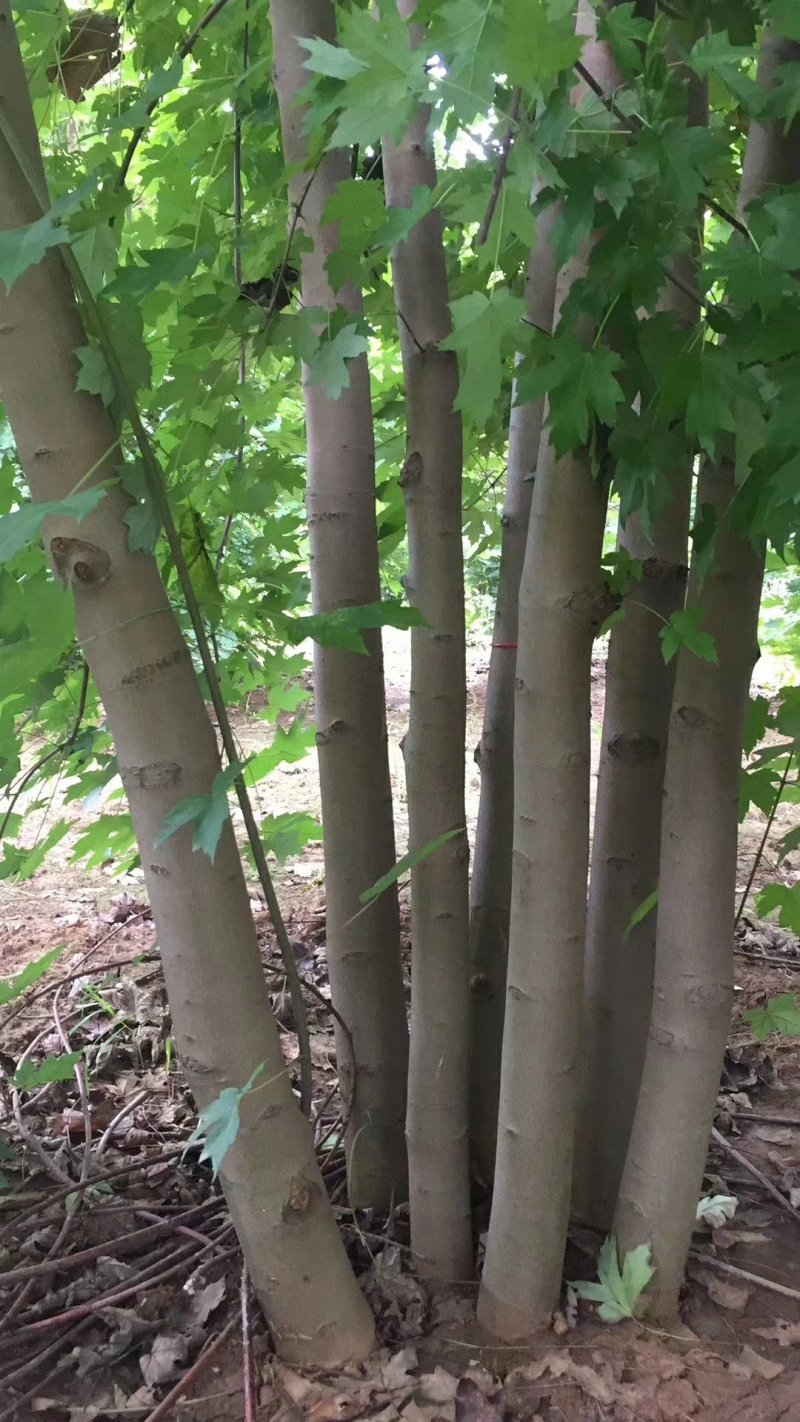 丛生美国红枫苗圃现货供应:各规格丛生美国红枫