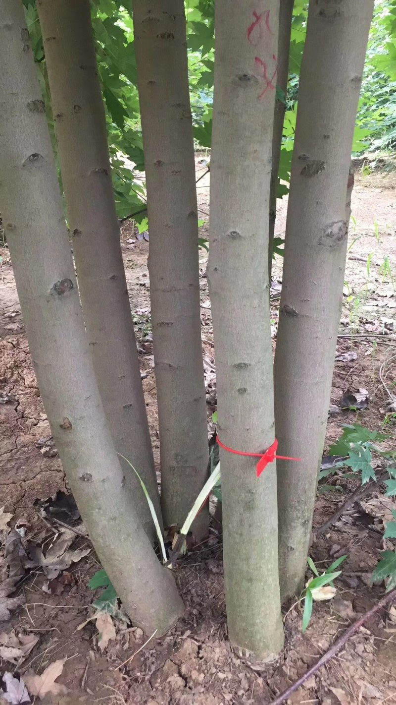 丛生美国红枫苗圃现货供应:各规格丛生美国红枫