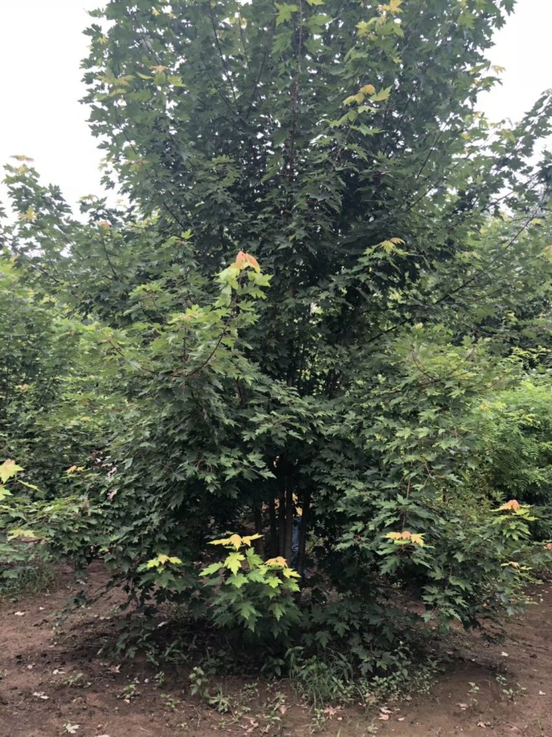 丛生美国红枫苗圃现货供应:各规格丛生美国红枫