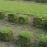马尼拉草皮草坪