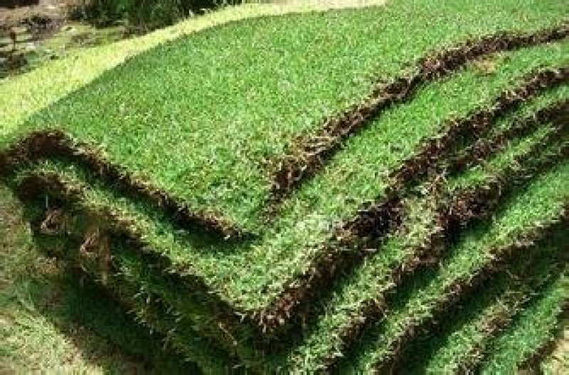 马尼拉草皮草坪