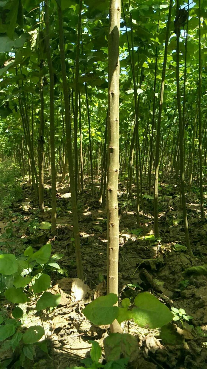 楸树