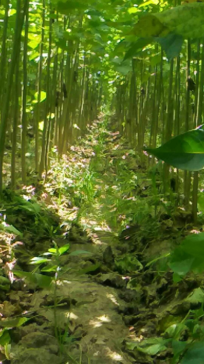 楸树