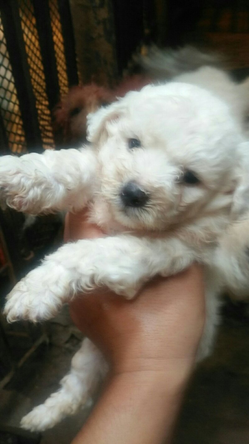 自己家养的狗生的小比熊犬出窝了喜欢的老板电话联系1588