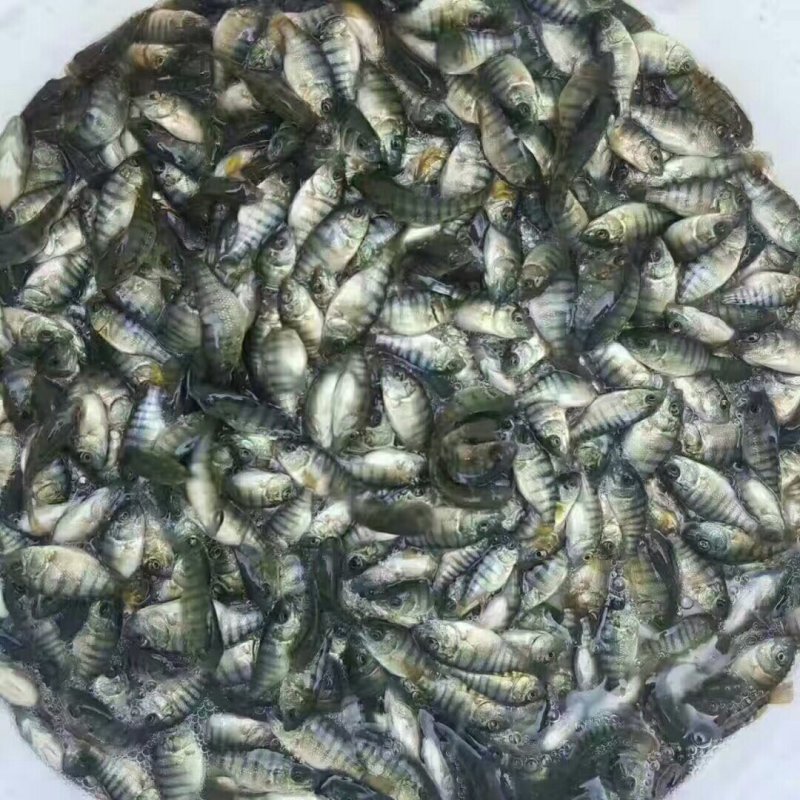 【产地发货】罗非鱼苗，海南一号罗苏丹罗非鱼苗，提供技术