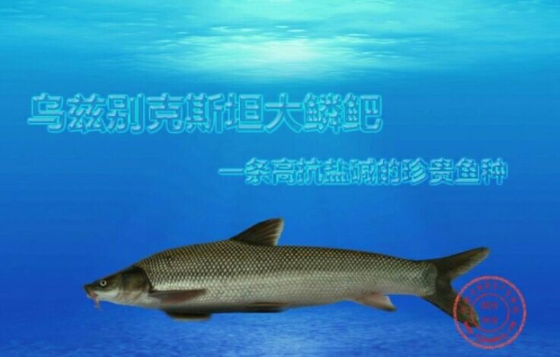 【产地发货】银鳕鱼苗，大鳞鲃鱼苗免费提供技术