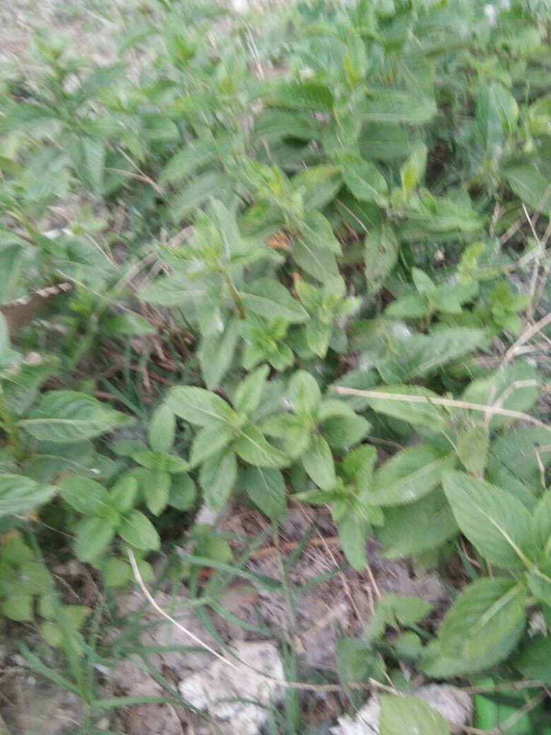野生薄荷苗，香味浓郁，可食用。20棵起邮