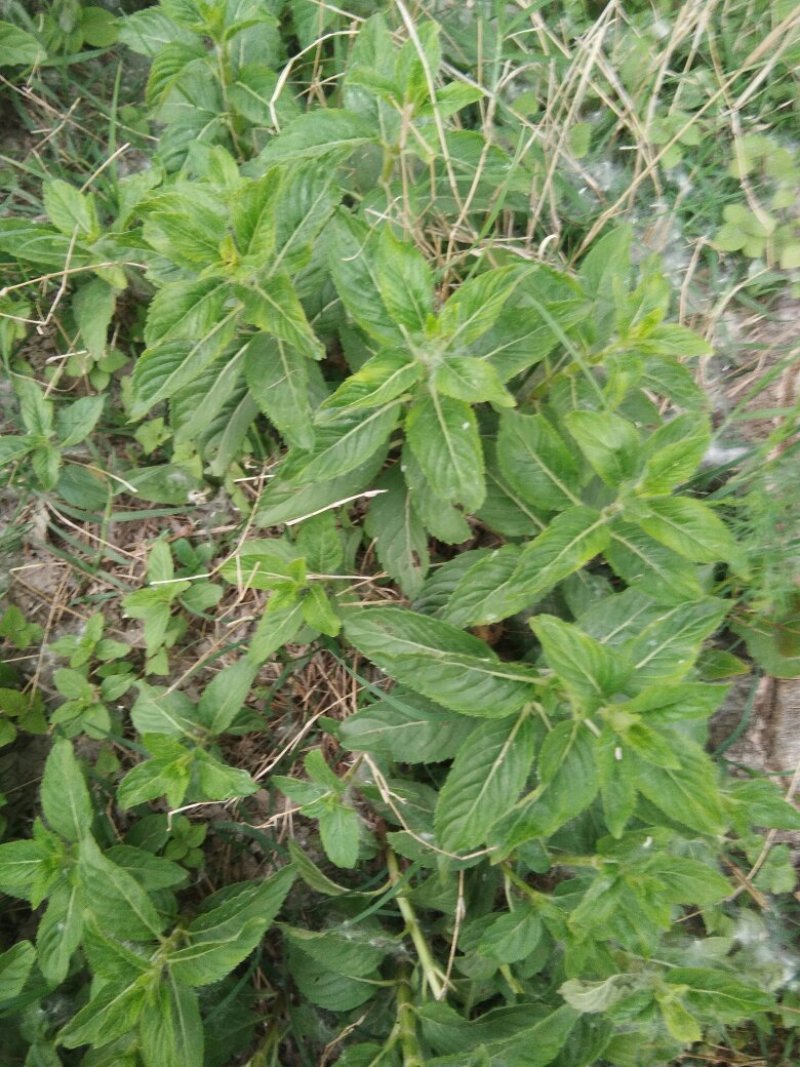 野生薄荷苗，香味浓郁，可食用。20棵起邮