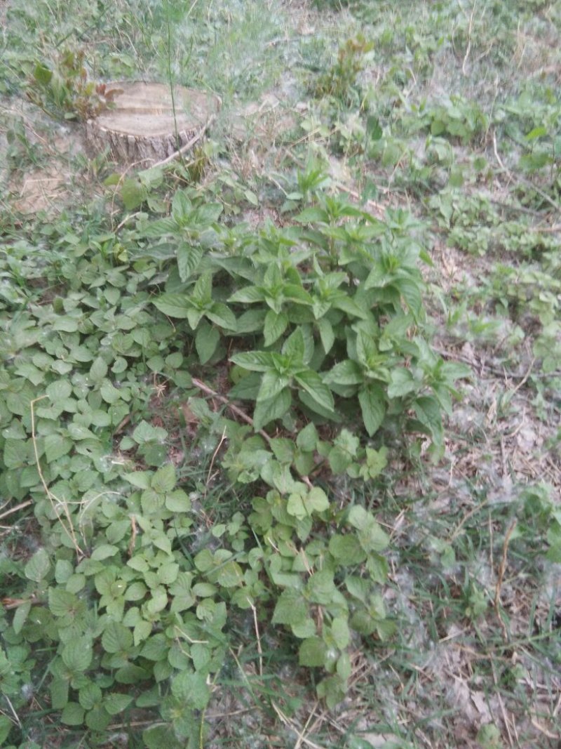 野生薄荷苗，香味浓郁，可食用。20棵起邮