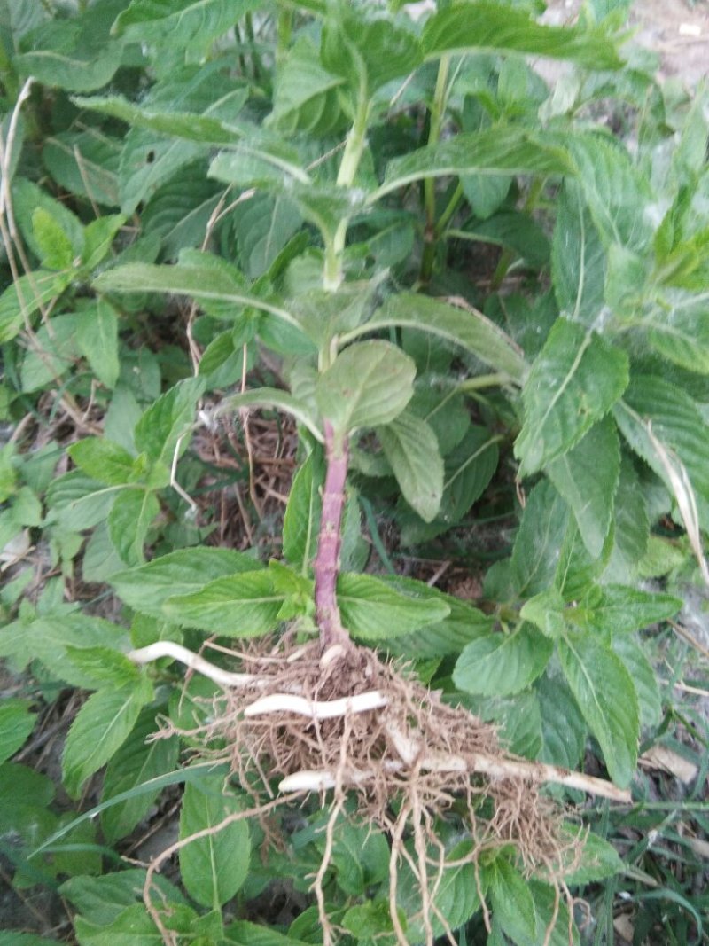 野生薄荷苗，香味浓郁，可食用。20棵起邮