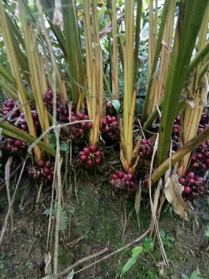 草果