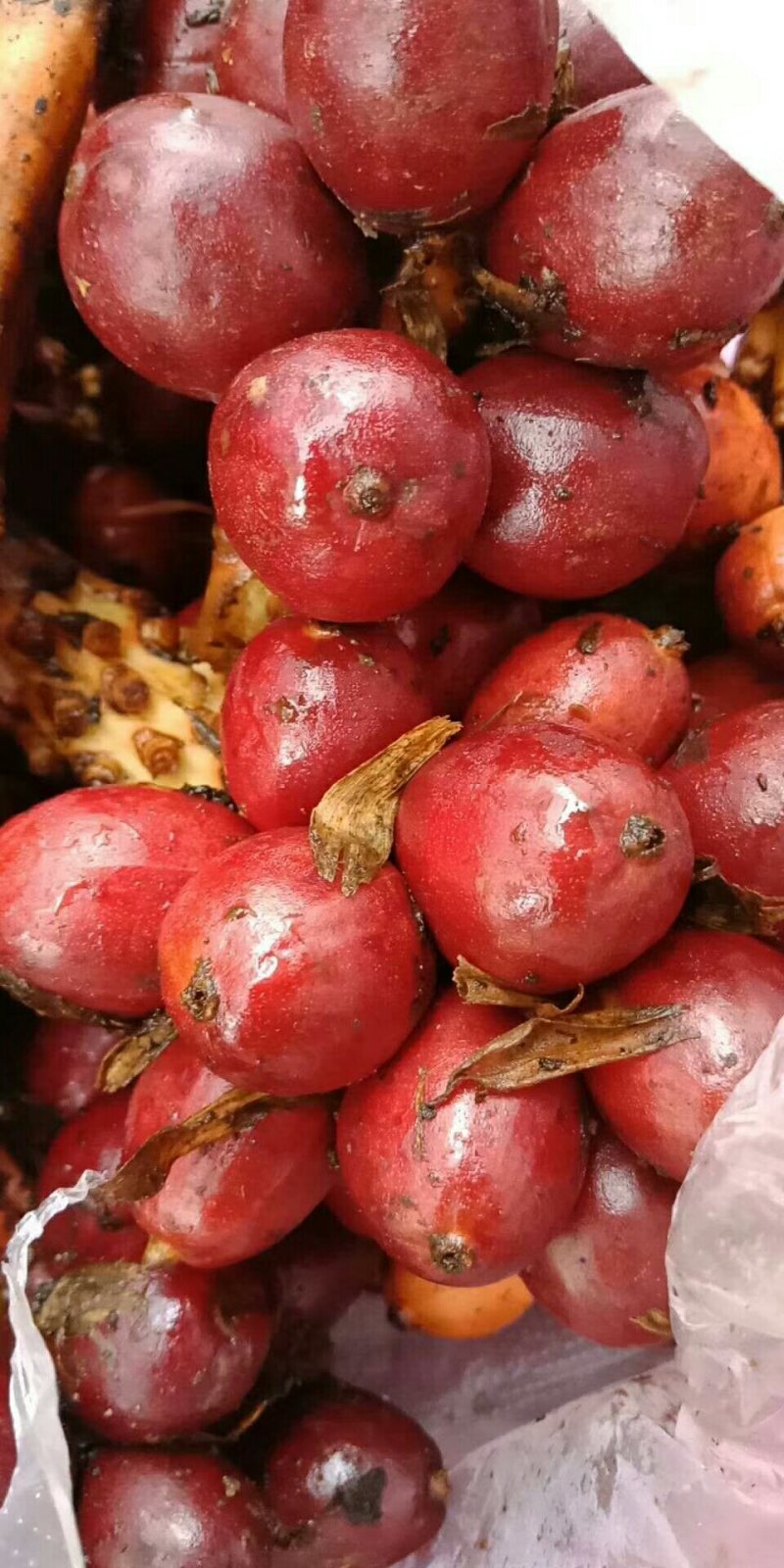 草果