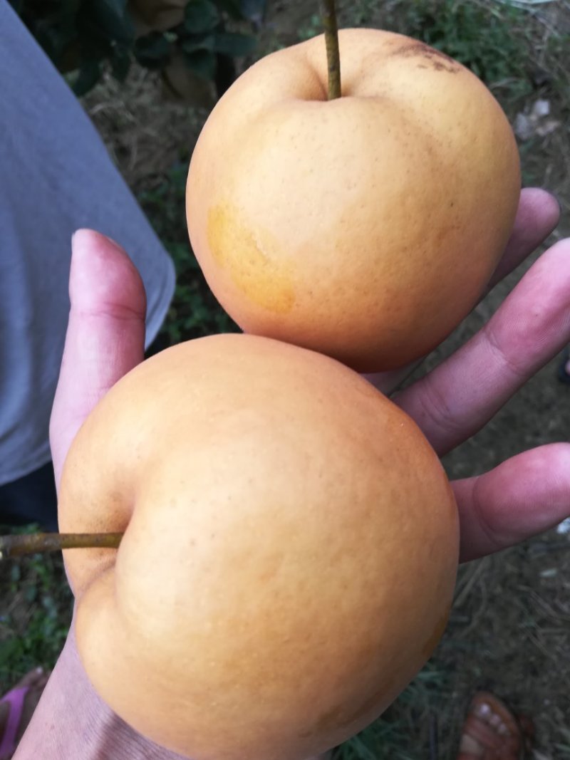 晚秋黄梨，大量上市万亩基地直接发货保证质量！！