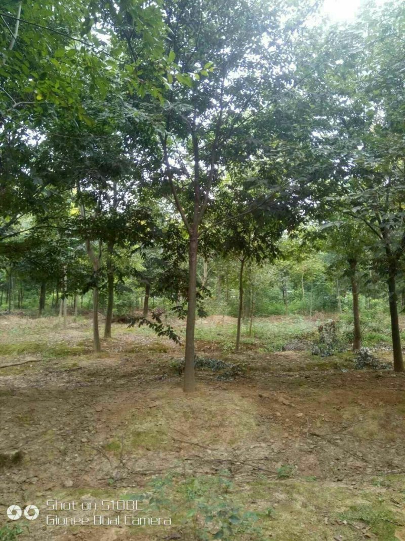 榉树