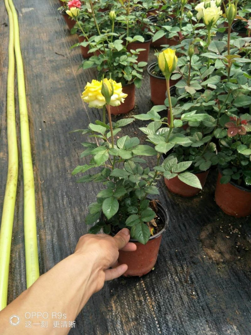 迷你小玫瑰