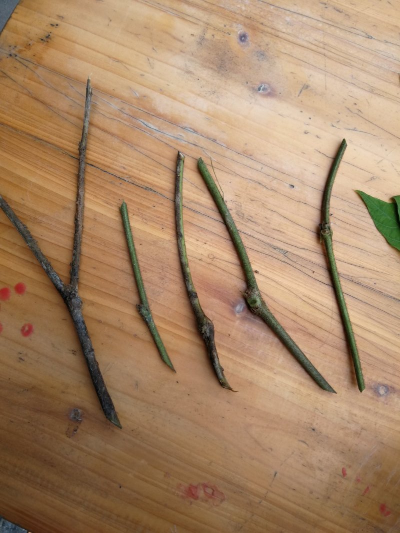 葛藤，葛藤苗，爬藤苗，石坡绿化苗，
