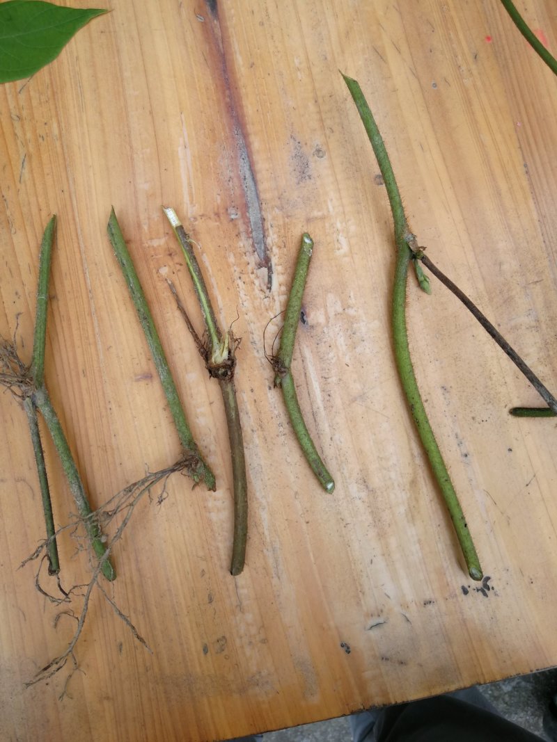 葛藤，葛藤苗，爬藤苗，石坡绿化苗，