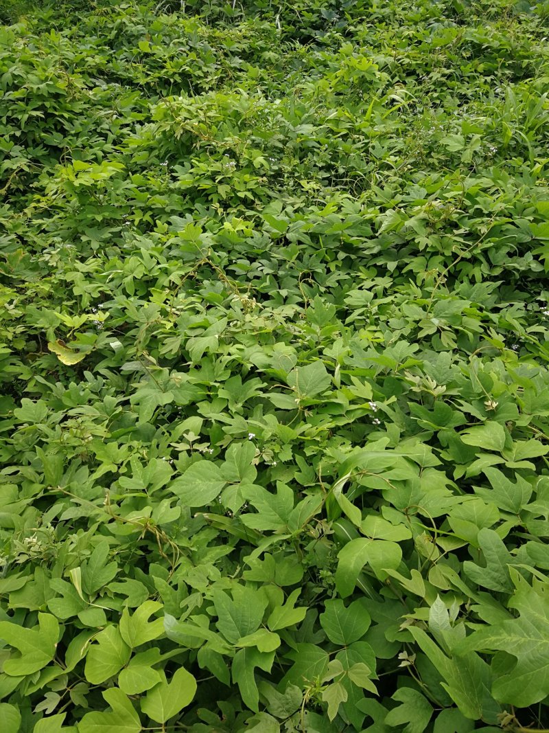 葛藤，葛藤苗，爬藤苗，石坡绿化苗，