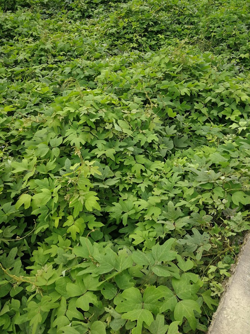 葛藤，葛藤苗，爬藤苗，石坡绿化苗，