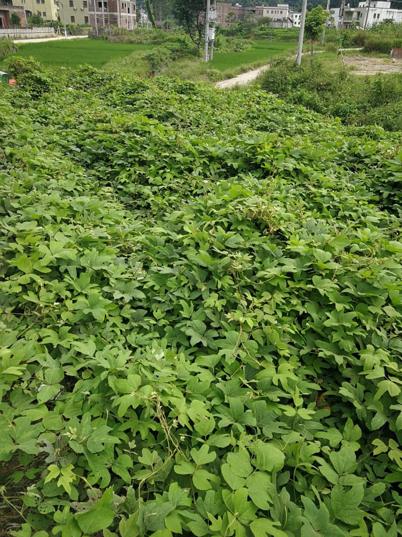 葛藤，葛藤苗，爬藤苗，石坡绿化苗，