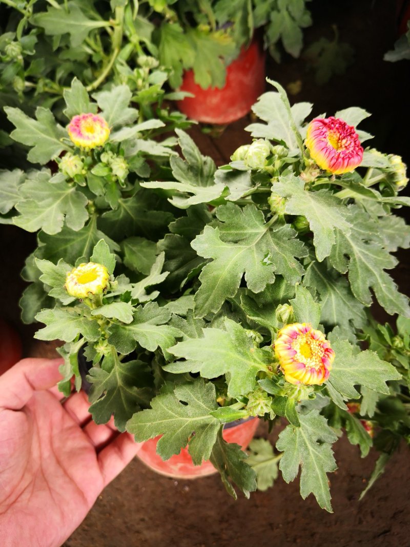 带花苞多品种菊花多年生宿根花卉植物秋菊家菊多头菊花