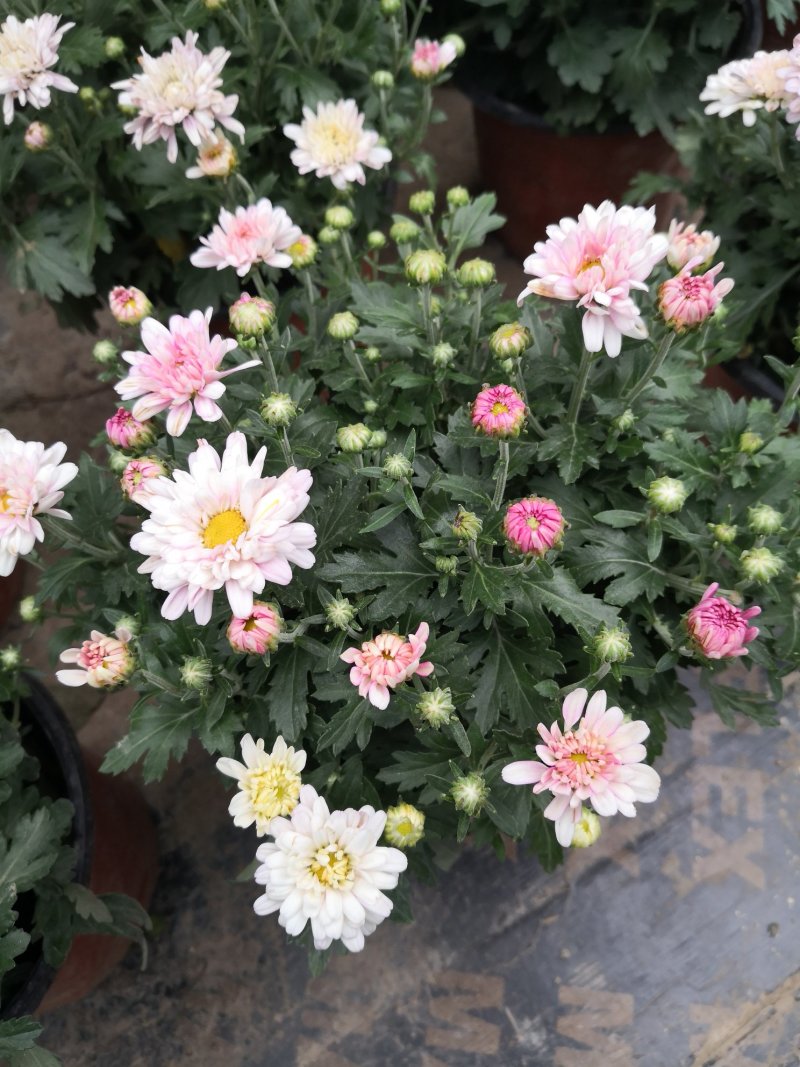 带花苞多品种菊花多年生宿根花卉植物秋菊家菊多头菊花