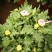 带花苞多品种菊花多年生宿根花卉植物秋菊家菊多头菊花