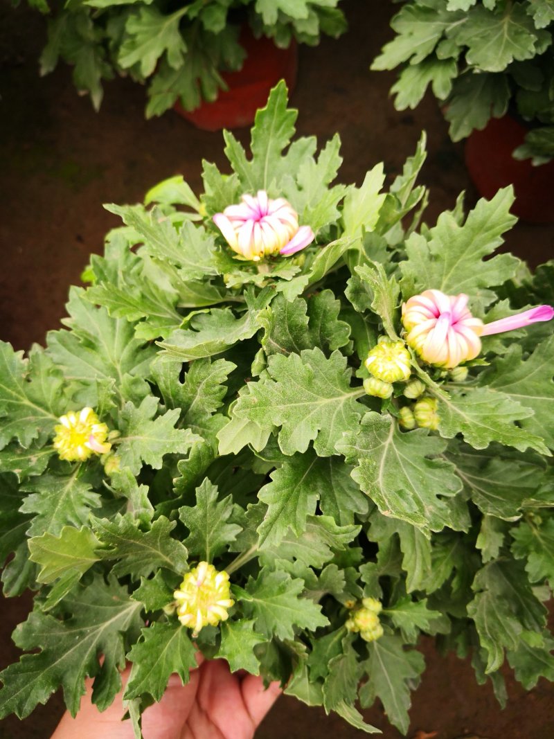 带花苞多品种菊花多年生宿根花卉植物秋菊家菊多头菊花