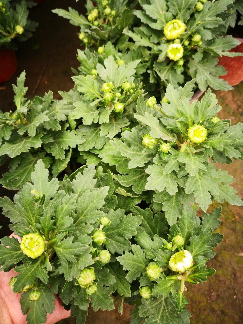 带花苞多品种菊花多年生宿根花卉植物秋菊家菊多头菊花