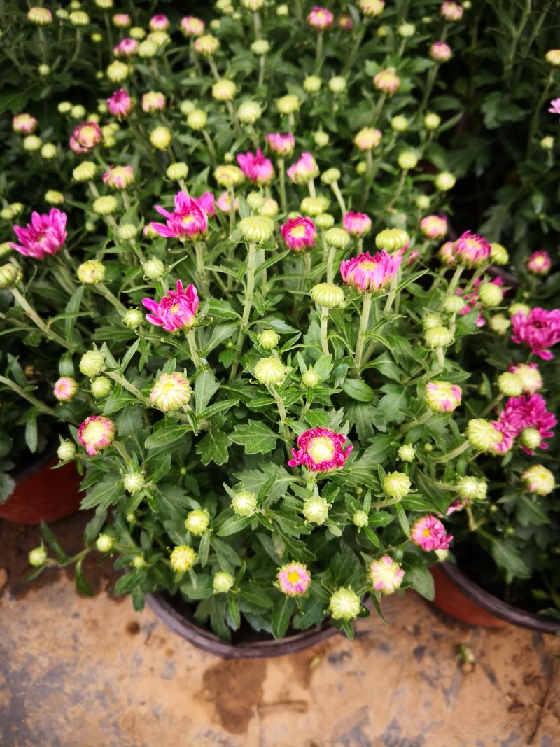 带花苞多品种菊花多年生宿根花卉植物秋菊家菊多头菊花