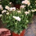 带花苞多品种菊花多年生宿根花卉植物秋菊家菊多头菊花
