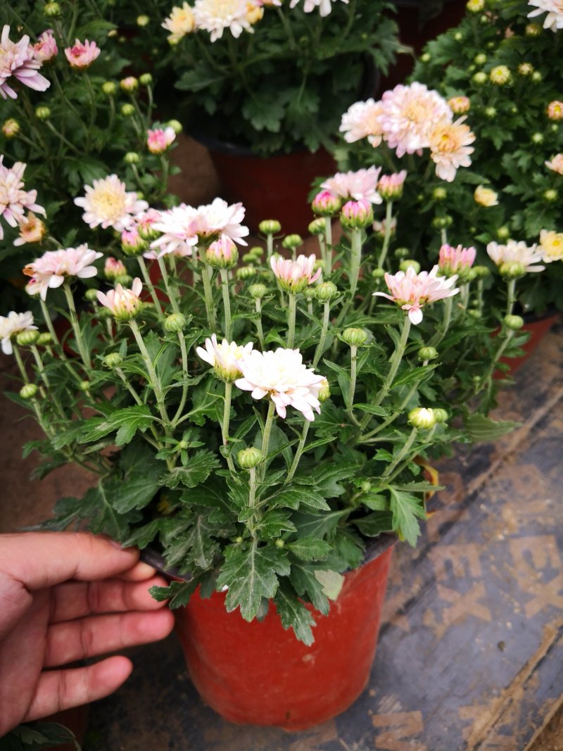 带花苞多品种菊花多年生宿根花卉植物秋菊家菊多头菊花