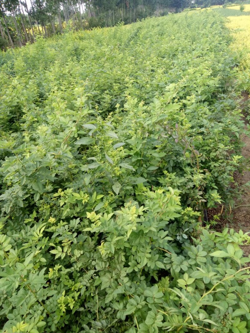 墙薇爬墙梅农户直销零售批发-庭院做花墙花架用或园林绿化