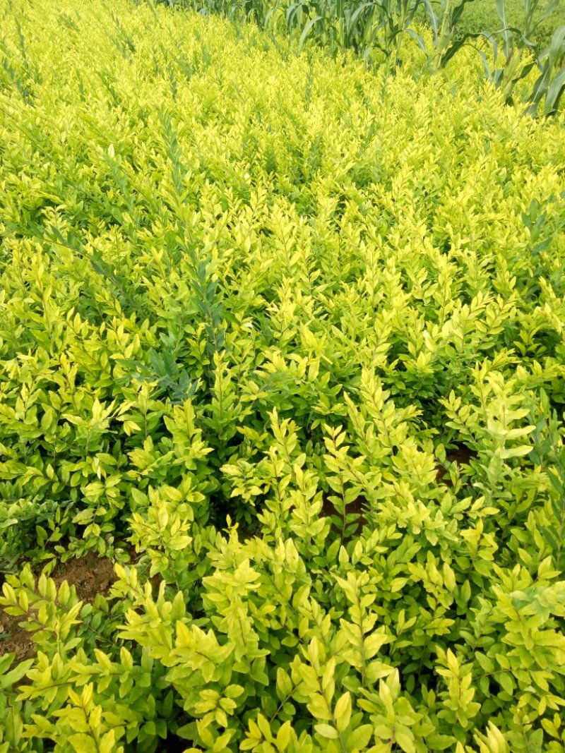 水蜡30-50公分，绿化工程苗