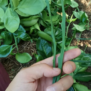 贡柑嫁接穗条