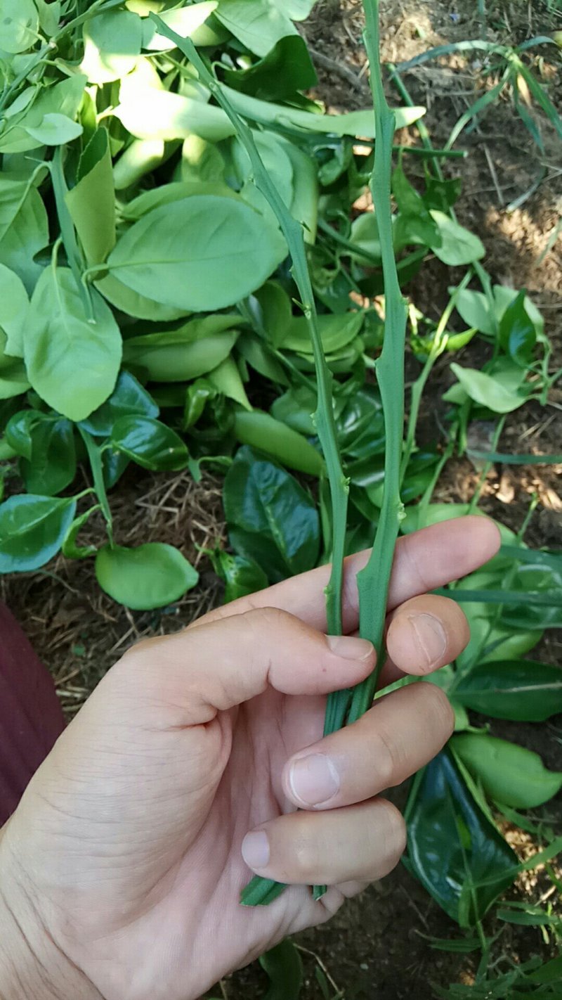 贡柑嫁接穗条