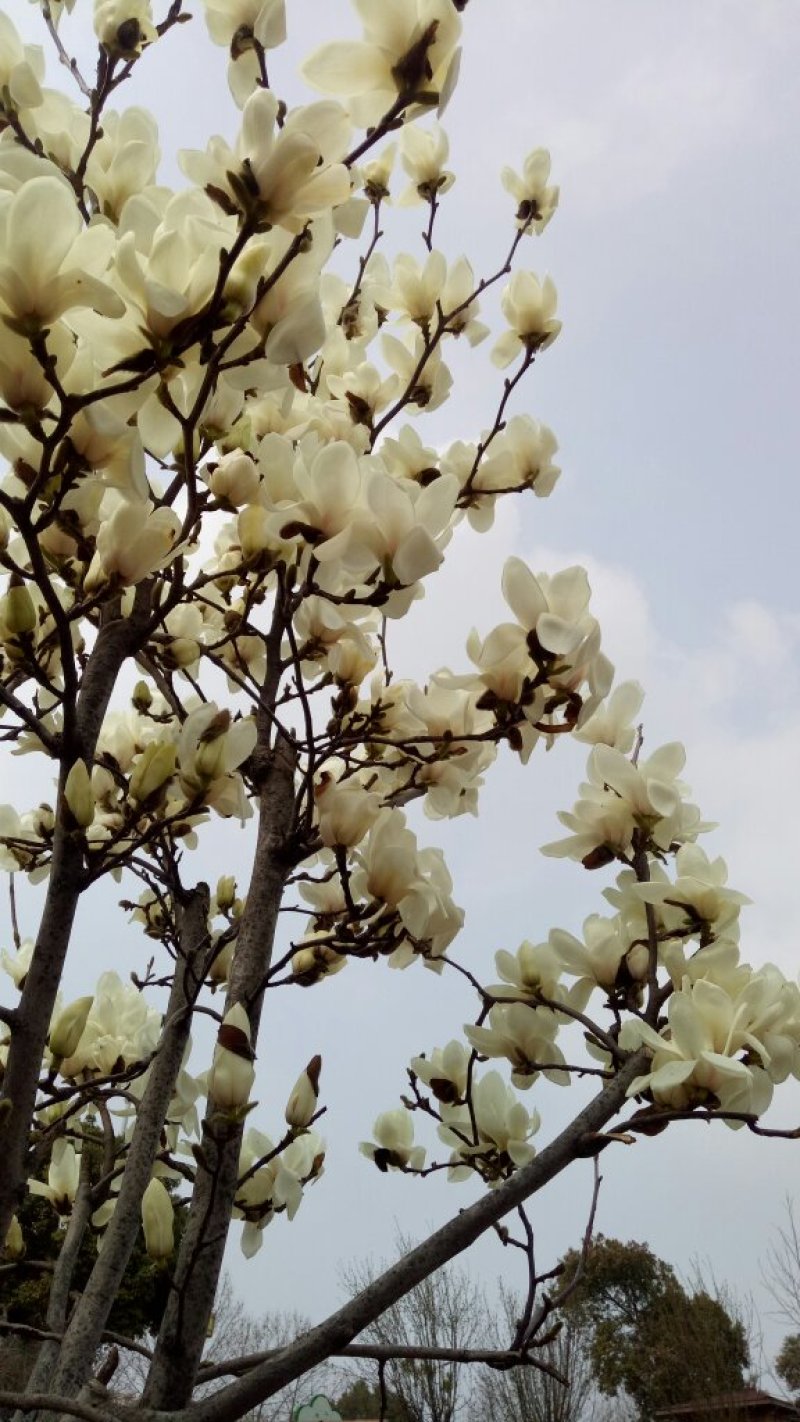 玉兰树