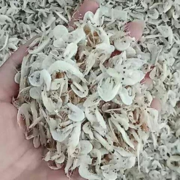 晒干虾皮